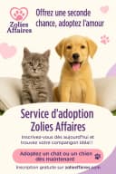 Service d’adoption – Zolies Affaires