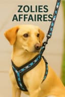 Harnais  – Pour chiens qui brillent !