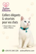 FELICAN Collier Chat Vert d'eau